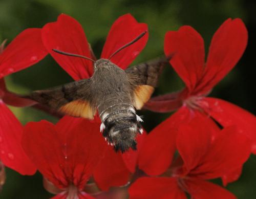 Réf. 346 761 : Macroglossum stellatarum